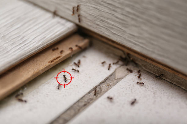 Best Pest Inspection Near Me  in Ludington, MI