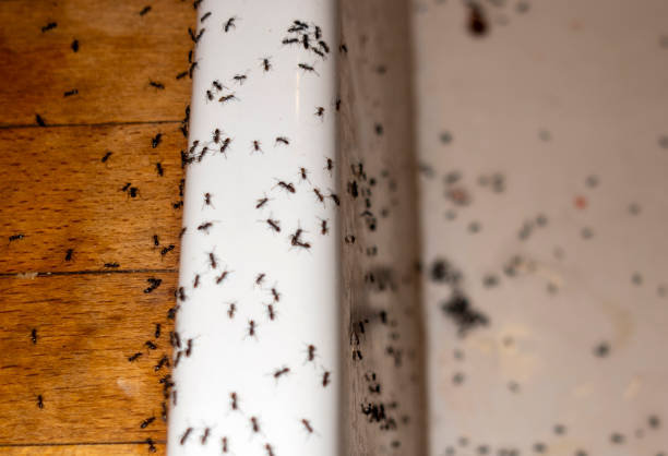 Best Flea Control Services  in Ludington, MI